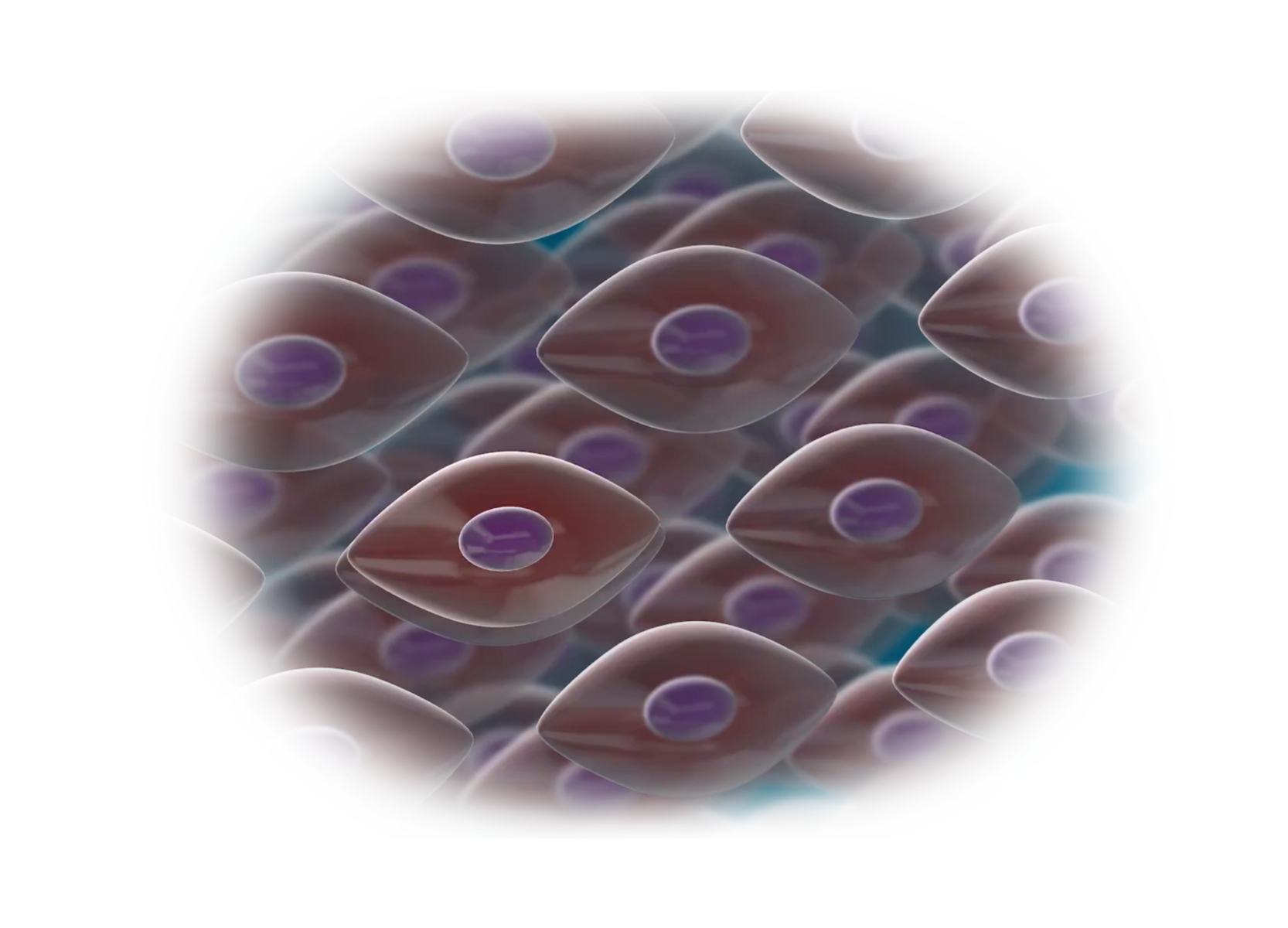 Isolated stem cell preservation